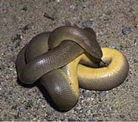 Rubber boa